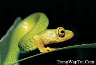 Sms Xếp H&igrave;nh Động Vật